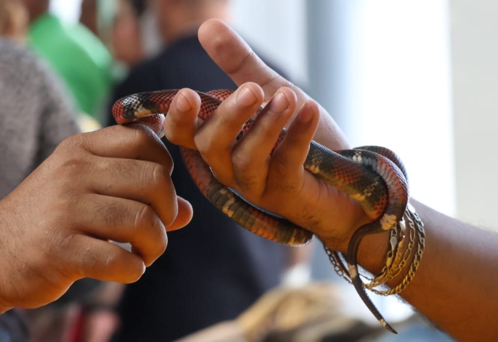 4to Festival Mexicano de las serpientes en la Ciudad de&nbsp;México.